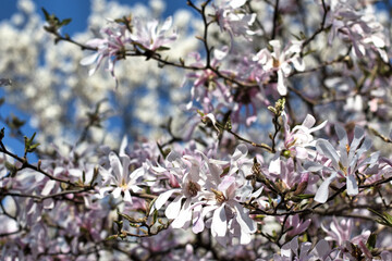 beautiful flowers of bushes in the park in spring.