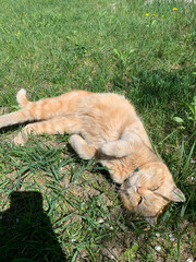 Cute ginger cat lying and playing on green grass in bright sunlight