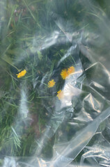 Yellow dandelion flowers viewed through a wrinkled transparent plastic sheet outdoors