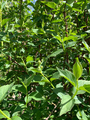 Close-up of green leaves and branches of a bush in bright natural sunlight