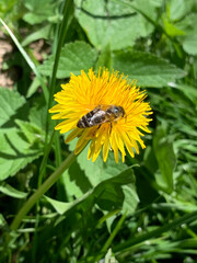 Macro close-up of a bee collecting nectar on a bright yellow dandelion in green grass