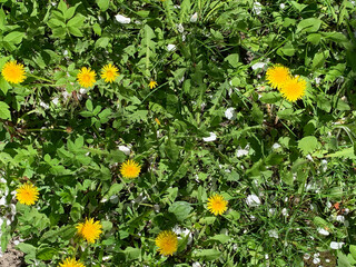 Top-down view of multiple bright yellow dandelions blooming in green grass during spring