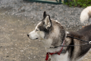A dog with a red collar is standing on a gravel road