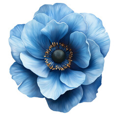 Fototapeta premium Oszałamiający jasnoniebieski kwiat anemonu w zbliżeniu