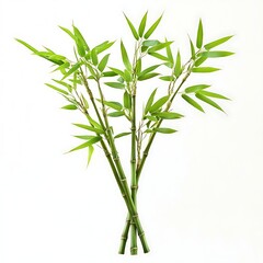 Fototapeta premium Lush green bamboo stalks and foliage against a white backdrop.