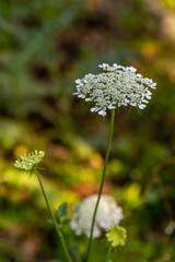 White flowers of Queen Anne's Lace also known as Cow Parsley, or Wild Chervil  scientific name...