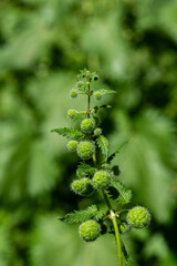 Close up of the seed pods of the Roman Nettle scientific name Urtica pilulifera growing wild in northern Israel.
