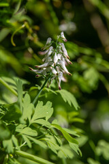 Close up of Fumaria capreolata, the white ramping fumitory, flower on a blurred background. Wildflower in northern Israel.

