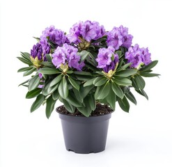 Vibrant purple azalea in a pot.  Full bloom, healthy foliage.  Ideal for garden or home d?cor