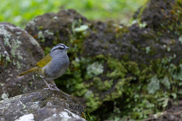Black striped sparrow on rock