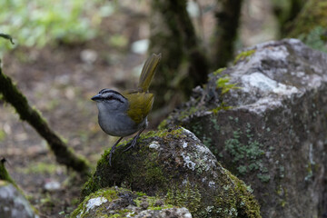 Black striped sparrow
