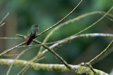 Hummingbird on branch