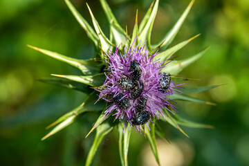 Mediterranean spotted chafer beetles on purple thistle flower in Israel.

