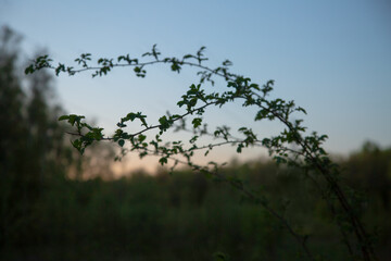 Rose branch silhouette of spring bush with small leaves on sunset blue sky background. Nature spring in evening at rural season field with no people. Natural colors