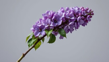 Obraz premium Graceful stem of lilac in a minimalist style, with violet and gray green palette, flowing lines, open composition, timeless appeal, high resolution