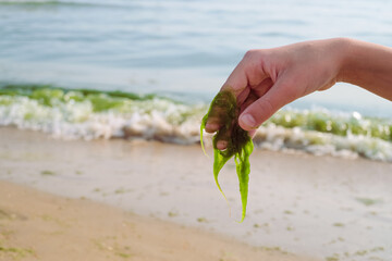 Green slimy algae in a child hand close-up. Blooming kamka in Black sea coast.