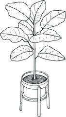 Black and white line drawing of a leafy indoor plant in a pot with a stand, botanical illustration