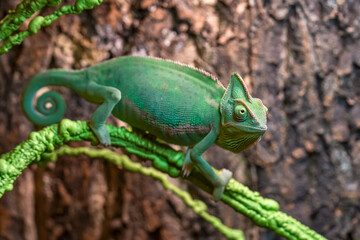 Young Female Veiled Chameleon (Chamaeleo calyptratus) Inside Terrarium Habitat