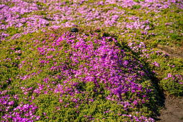 Close-up of Carpobrotus Edulis (Purple Carpet of Ice Plant) 