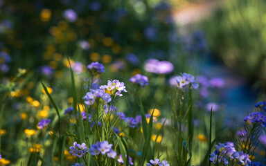 Purple wildflowers Cuckoo near the river, shallow depth of field