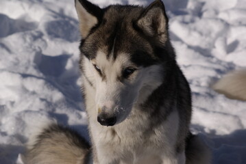 siberian husky on the snow