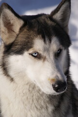 Fototapeta premium portrait of a siberian husky