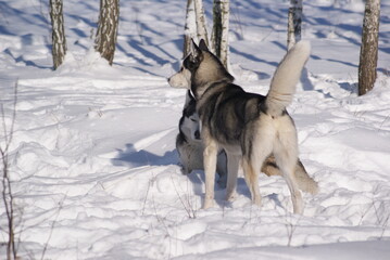 siberian husky dog on snow