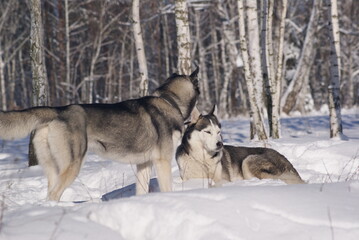 siberian husky in the snow