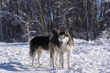 siberian husky on the snow