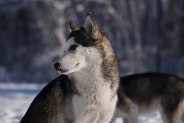 siberian husky on the snow