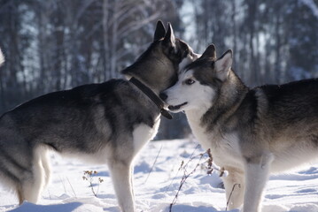 siberian husky in the snow