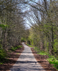 Fototapeta premium Narrow asphalt road winding through spring forest