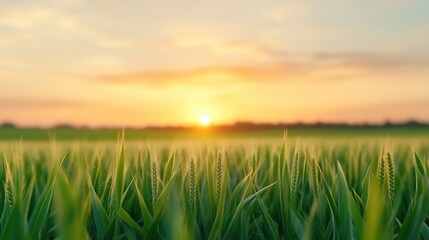Fototapeta premium Golden sunset over a vibrant green field