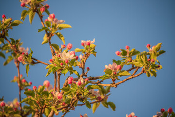 Apple tree blossoms against a blue sky. Springtime.