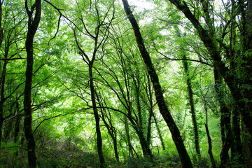 Green forest in spring. Beauty in nature. Forest landscape. Idyllic scene.