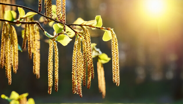 inflorescence of alder tree in sunny day early spring
