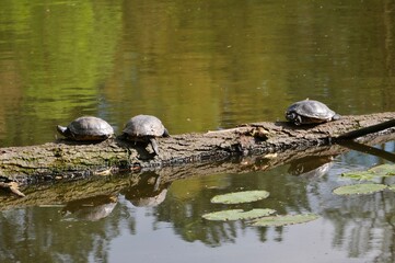Fototapeta premium Wasserschildkröten auf Ast im Teich auf Ohlsdorfer Friedhof
