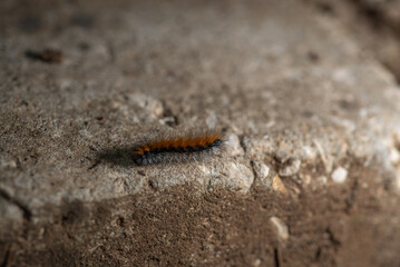 Fox Moth Caterpillar (Macrothylacia rubi) Crawling on Soil Outdoors in Early Spring, Close-Up