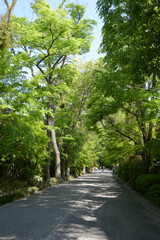 下鴨神社　新緑の参道　京都市左京区