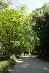 下鴨神社　新緑の参道　京都市左京区