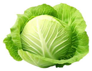 Fototapeta premium PNG Cabbage vegetable plant food.
