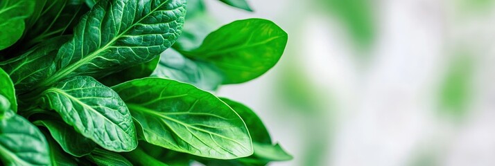 delicious bok choy