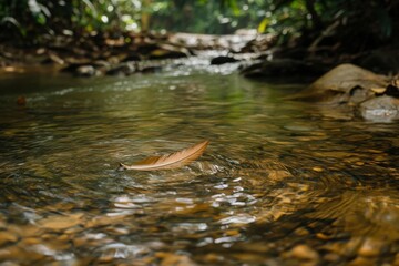 Obraz premium Feather floating on calm rainforest stream with gentle ripples