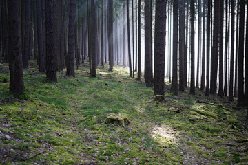 fog mood between trees in a forest in the Fichtel Mountains in Bavaria (Germany)