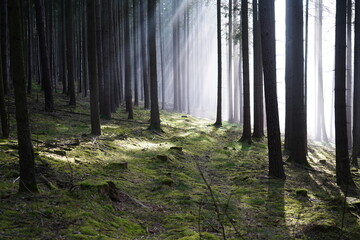 fog mood between trees in a forest in the Fichtel Mountains in Bavaria