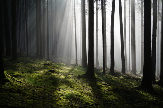 fog mood between trees in a forest in the Fichtel Mountains in Bavaria during sping