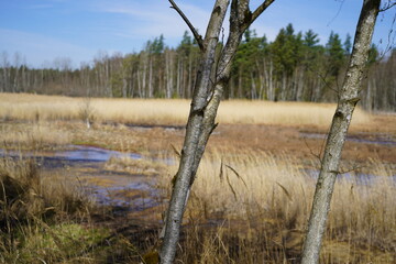 Soos National Nature Reserve (peat bog) at the Frantiskovy Lazne (Czech Republic)