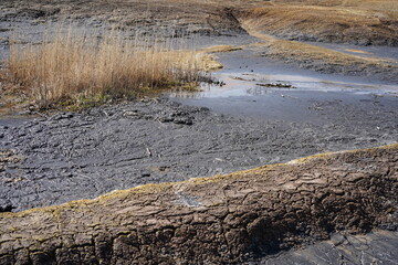 Details of Soos National Nature Reserve (peat bog) at the Frantiskovy Lazne (Czech Republic)