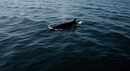 Fototapeta premium Dolphin in the Ocean - Photo