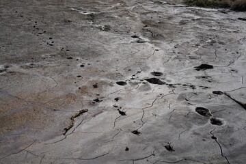 Details of peat bog structure at the Frantiskovy Lazne (Czech Republic)